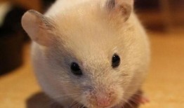 最新仓鼠皮肤爆料,萌动来袭，可爱指数爆表！