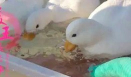 老皮鸭爆料转盘视频教程,轻松掌握爆笑互动技巧